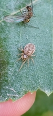 Dictynomorpha strandi