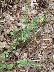 Clinopodium talladeganum