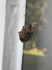 Halyomorpha halys