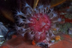 Alcyonium variabile