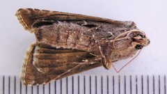 Autographa flagellum