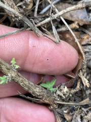 Clinopodium talladeganum