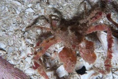 Achaeopsis spinulosa