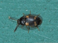 Litargus balteatus