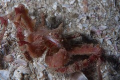 Achaeopsis spinulosa