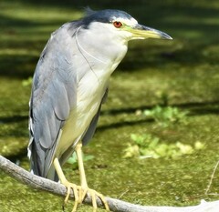Nycticorax nycticorax