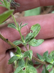 Clinopodium talladeganum