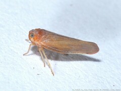 Omolicna