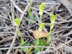 Pterostylis ectypha