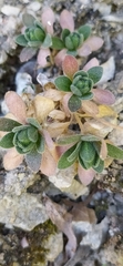 Draba arseniewii