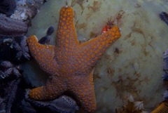 Callopatiria formosa