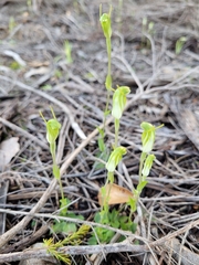 Pterostylis ectypha