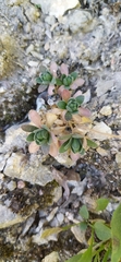 Draba arseniewii
