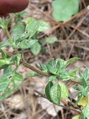 Clinopodium talladeganum