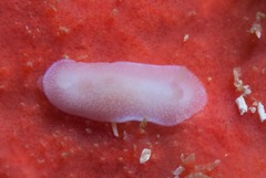 Doriopsilla capensis