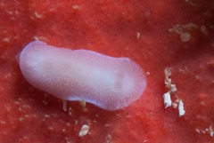 Doriopsilla capensis