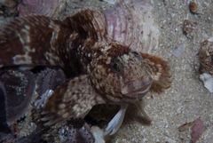 Parablennius cornutus