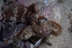 Parablennius cornutus