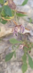 Campanula lehmanniana