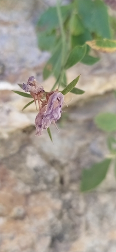 Campanula lehmanniana, photograph 1
