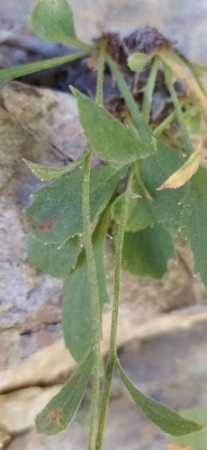 Campanula lehmanniana, photograph 2