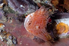 Protula bispiralis
