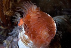 Protula bispiralis