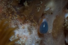 Gibberula dulcis