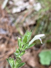 Clinopodium talladeganum