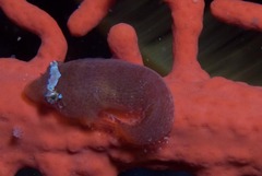 Apletodon pellegrini