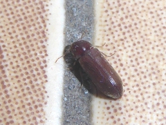 Oligomerus