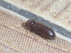 Oligomerus