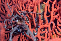 Macropodia falcifera