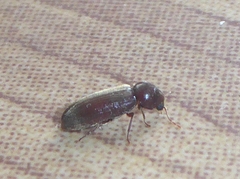 Oligomerus