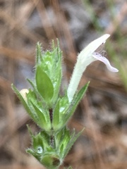 Clinopodium talladeganum