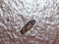 Oligomerus