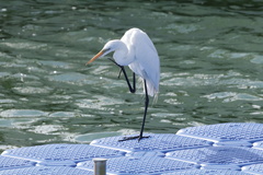 Ardea alba