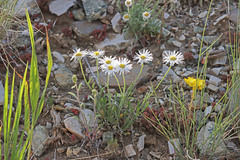 Erigeron pumilus intermedius