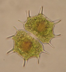 Xanthidium cristatum