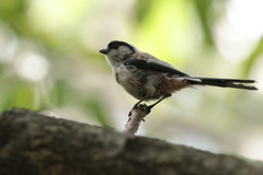 Aegithalos caudatus magnus