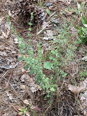 Clinopodium talladeganum