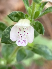Clinopodium talladeganum
