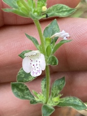 Clinopodium talladeganum