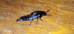 Quedius dilatatus