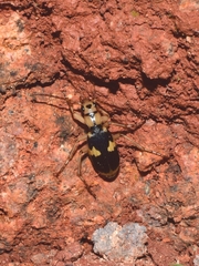 Pheropsophus jessoensis