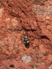 Pheropsophus jessoensis