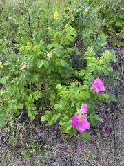 Rosa rugosa