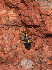 Pheropsophus jessoensis