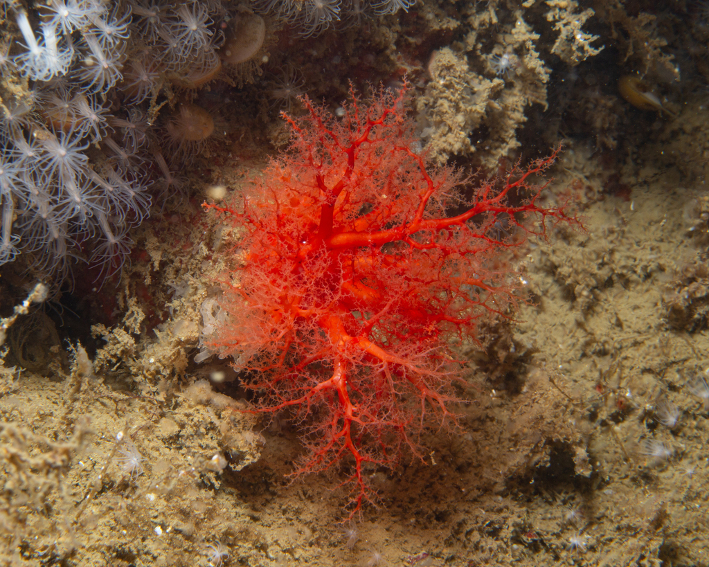Scarlet Sea Cucumber