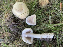 Agaricus